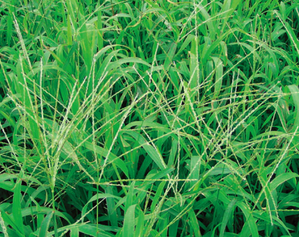 かんしょの畦間での使用法 BASF除草剤 バスタ