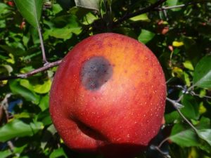 りんご 炭疽病について Basf農薬