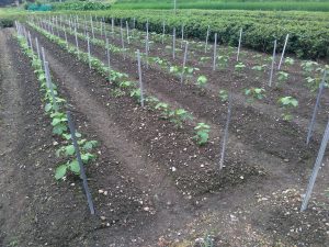 黒豆 の 育て 方 エダマメ 枝豆 の栽培方法 育て方のコツ