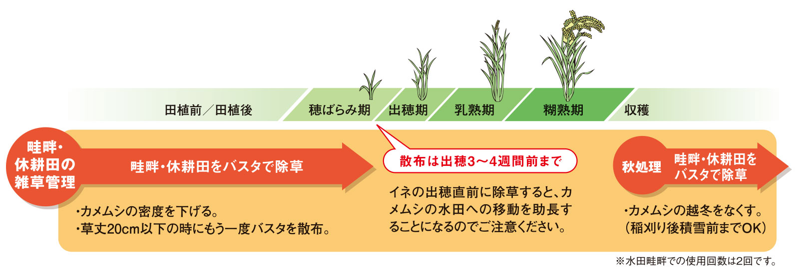 カメムシによる斑点米を防ぐための散布時期