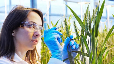 BASF、農業イノベーションの強力なパイプラインにより、食料安全保障、 気候、環境に貢献