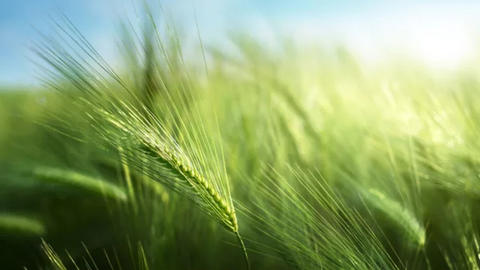 Boortmalt社とBASF、気候変動対応農業の促進に向け提携