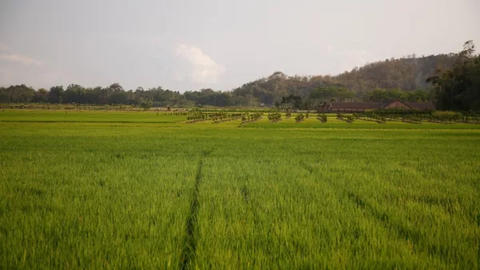 BASFとIRRI、イネの栽培システムにおけるカーボンフットプリント削減に向け提携