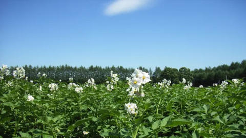 BASFジャパン、馬鈴薯と甜菜向けにxarvio® FIELD MANAGERの生育ステージ予測と病害予測機能を追加し北海道の基幹作物栽培をサポート